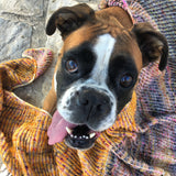 PRE-ORDER "A la Lise" shawl- KITS - Titan: 100% Superwash BFL High Twist - Fingering